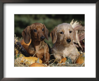 Dachshund Dog Puppies, Smooth Haired And Wire Haired by Lynn M. Stone Pricing Limited Edition Print image