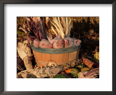 Domestic Piglets Sleeping In A Wooden Barrel, Usa by Lynn M. Stone Pricing Limited Edition Print image