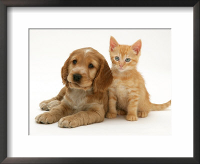 Golden Cocker Spaniel Puppy With Ginger Kitten by Jane Burton Pricing Limited Edition Print image