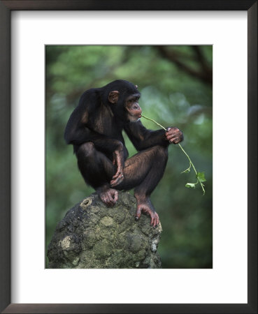 Chimpanzee Chewing Stick by Anup Shah Pricing Limited Edition Print image