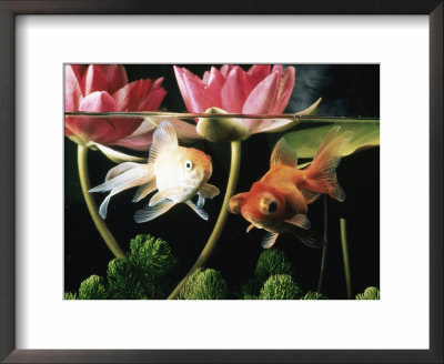 Two Goldfish (Carassius Auratus) With Waterlilies, Uk by Jane Burton Pricing Limited Edition Print image