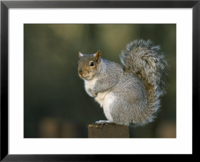 Grey Squirrel (Sciurus Carolinensis), Leighton Moss, Rspb Reserve, Silverdale, Lancashire, England by Steve & Ann Toon Pricing Limited Edition Print image
