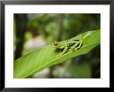 Red Eyed Tree Frog, Tortuguero National Park, Costa Rica, Central America by R H Productions Pricing Limited Edition Print image