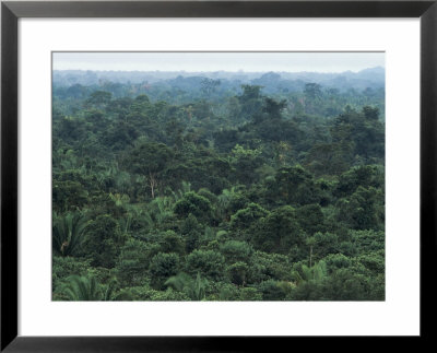 Machaca Forest Reserve In The Rain, Belize, Central America by Upperhall Pricing Limited Edition Print image