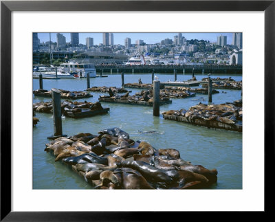Sea Lions By Pier 39 Near Fisherman's Wharf, With City Skyline Beyond, San Francisco, Usa by Christopher Rennie Pricing Limited Edition Print image