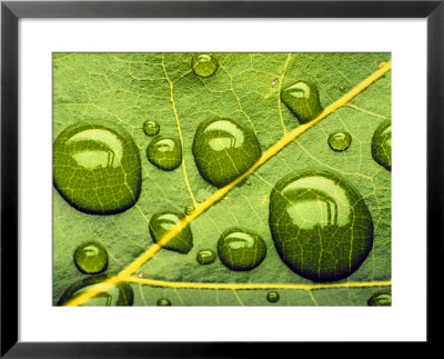 Acid Rainrain Drops On Leaf by David M. Dennis Pricing Limited Edition Print image