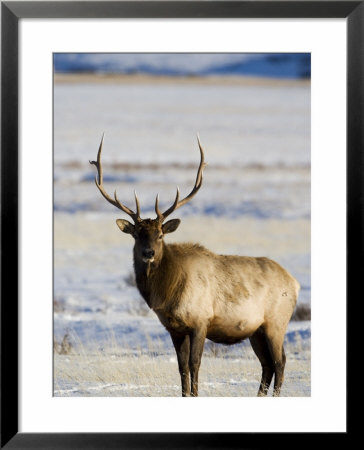 Bull Elk (Cervus Canadensis) In The Snow, National Elk Refuge, Jackson, Wyoming, Usa by James Hager Pricing Limited Edition Print image