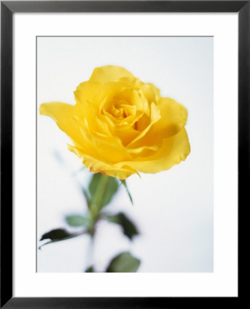 A Yellow Rose by David Loftus Pricing Limited Edition Print image