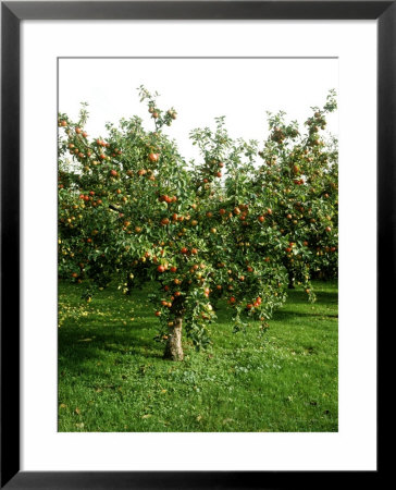 Apple Tree With Fruit In Autumn Malus May Queen by Michele Lamontagne Pricing Limited Edition Print image