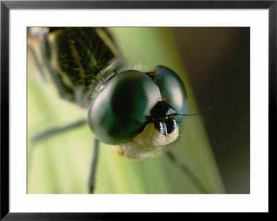 Close-Up Of The Head Of A Dragonfly by Darlyne A. Murawski Pricing Limited Edition Print image