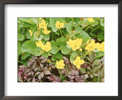 Summer Partners, Caltha Palustris & Astilbe X Andresii Wisley by Sunniva Harte Pricing Limited Edition Print image