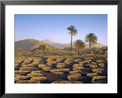 Palm Trees And Cultivation In Volcanic Soil, Lanzarote, Canary Islands, Spain by John Miller Pricing Limited Edition Print image