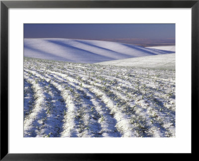 Wheat Field In Wintertime, Walla Walla County, Washington, Usa by Brent Bergherm Pricing Limited Edition Print image