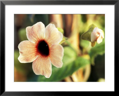 Thunbergia African Sunset, Close-Up Of Pink Flower, September by Lynn Keddie Pricing Limited Edition Print image