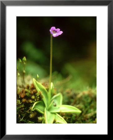 Common Butterwort, Flower & Sticky Leaves (Carnivorous), Uk by Mark Hamblin Pricing Limited Edition Print image