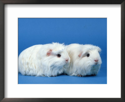 Two White Coronet Guinea Pigs by Petra Wegner Pricing Limited Edition Print image