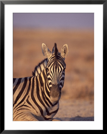 Burchells Zebra, Etosha National Park, Namibia by Chris And Monique Fallows Pricing Limited Edition Print image