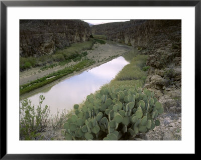 Prickly Pear Cactus Above The Rio Grande River Near Boquillas Canyon, Tx by Willard Clay Pricing Limited Edition Print image