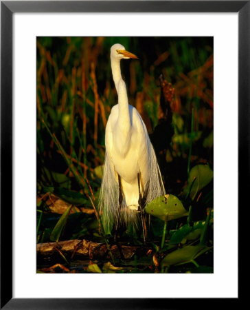 Great White Egret (Casmerodius Albus) In Breeding Plumage, India by David Tipling Pricing Limited Edition Print image