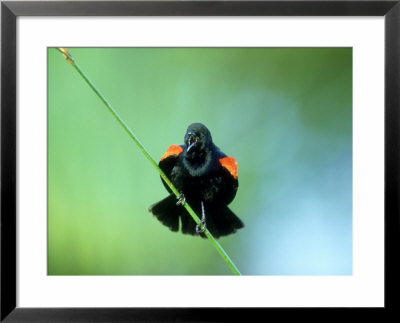 Red-Winged Blackbird, Male Displaying, Usa by Stan Osolinski Pricing Limited Edition Print image