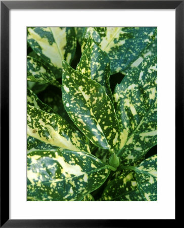 Spotted Laurel by Mark Bolton Pricing Limited Edition Print image