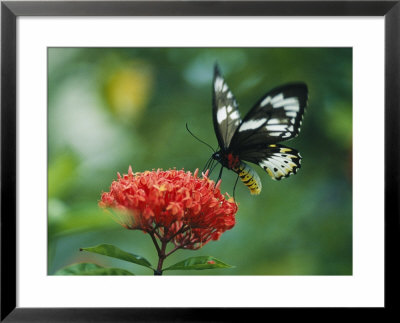 Butterfly On A Clustered Flower Sipping Nectar by Klaus Nigge Pricing Limited Edition Print image