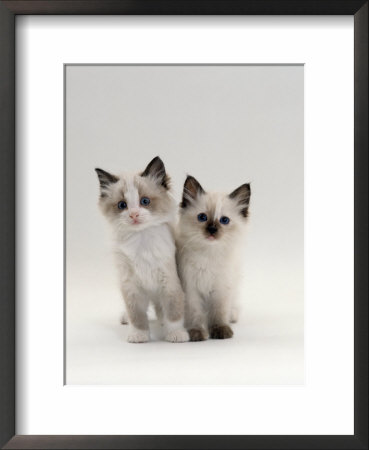 Domestic Cat, 8-Week, Brother And Sister, Ragdoll Cross With Birman by Jane Burton Pricing Limited Edition Print image