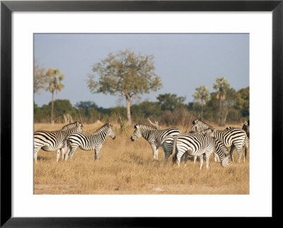 Zebras, Hwange National Park, Zimbabwe, Africa by Sergio Pitamitz Pricing Limited Edition Print image