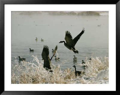 Canada Geese Land On The Water by W. E. Garrett Pricing Limited Edition Print image