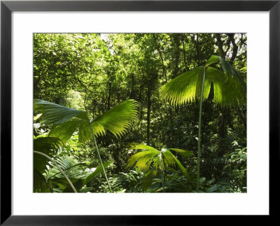 Rainforest Vegetation, Hanging Bridges Walk, Arenal, Costa Rica, Central America by R H Productions Pricing Limited Edition Print image