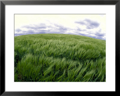 Spring Wheat Field, Palouse, Washington, Usa by Terry Eggers Pricing Limited Edition Print image
