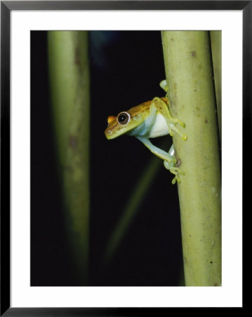 A Small Tree Frog Keeps An Eye Out For Any Danger That May Be Lurking Nearby by Jason Edwards Pricing Limited Edition Print image