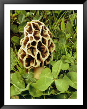 A Morel Sits In A Patch Of Four-Leaf Clover by Darlyne A. Murawski Pricing Limited Edition Print image