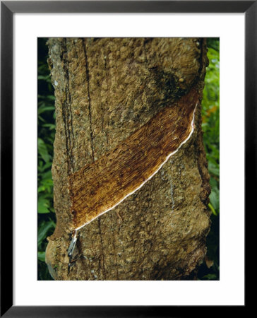 Tapped Rubber Tree On An Estate, Near Pulau Betong In The South Of The Island, Penang, Malaysia by Fraser Hall Pricing Limited Edition Print image