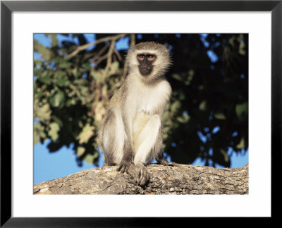 Vervet Monkey (Cercopithecus Aethiops), Kruger National Park, South Africa, Africa by Steve & Ann Toon Pricing Limited Edition Print image