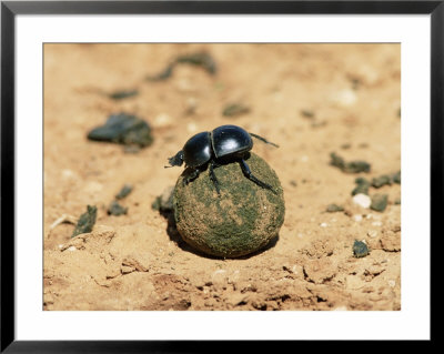Flightless Dung Beetle Rolling Brood Ball, Addo National Park, South Africa, Africa by Ann & Steve Toon Pricing Limited Edition Print image