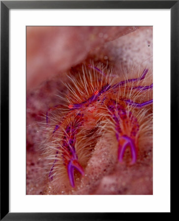 Hairy Squat Lobster, Komodo, Indonesia by Mark Webster Pricing Limited Edition Print image