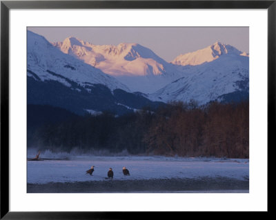 Three Northern American Bald Eagles (Haliaeetus Leucocephalus Alascensis)Stand On The Shore by Norbert Rosing Pricing Limited Edition Print image