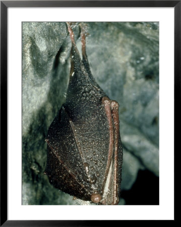 Lesser Horseshoe Bat, Hibernating, Mid-Wales by Richard Packwood Pricing Limited Edition Print image
