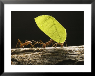 Leaf-Cutter Ants, Carrying Leaves, Costa Rica by David M. Dennis Pricing Limited Edition Print image