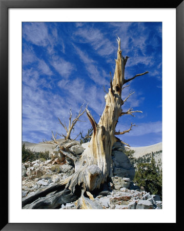 Detail Of A Gnarled Bristlecone Pine Tree by Marc Moritsch Pricing Limited Edition Print image