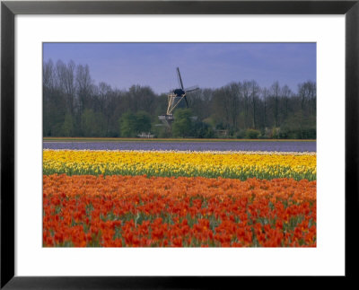 Tulip Fields And Windmill Near Keukenhof, Holland (The Netherlands), Europe by Gavin Hellier Pricing Limited Edition Print image