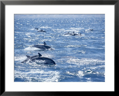 Group Of Striped Dolphins Swimming, Strait Of Gibraltar, Costa De La Luz, Spain by Marco Simoni Pricing Limited Edition Print image