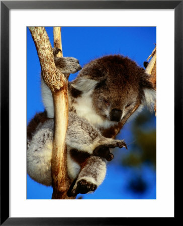 Koala In Tree At Healesville Sanctuary, Healesville, Victoria, Australia by John Banagan Pricing Limited Edition Print image