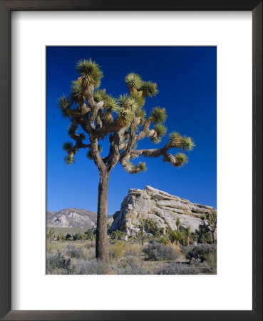 Joshua Tree, Joshua Tree National Park, California, Usa by Ruth Tomlinson Pricing Limited Edition Print image
