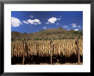 Tobacco Leaves Drying, Near Jocatan, Guatemala, Central America by Upperhall Pricing Limited Edition Print image