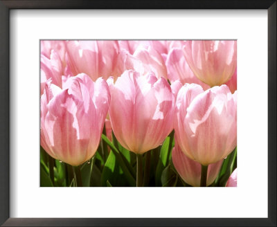 Tulipa Christmas Star (Tulip) by Mark Bolton Pricing Limited Edition Print image