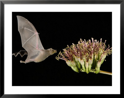 Lesser Long-Nosed Bat In Flight Feeding On Agave Blossom, Tuscon, Arizona, Usa by Rolf Nussbaumer Pricing Limited Edition Print image