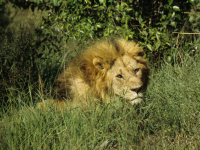 Awaking Male Lion Of Masai Mara National Park, Kenya, Africa by Daniel Dietrich Pricing Limited Edition Print image