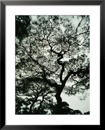 A Gnarled, Spreading Japanese Red Pine Tree On The Grounds Of Ginkaku-Ji Temple by George F. Mobley Pricing Limited Edition Print image